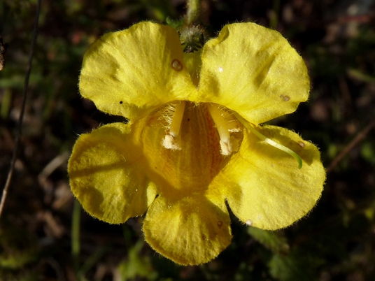 {Aureolaria pectinata}